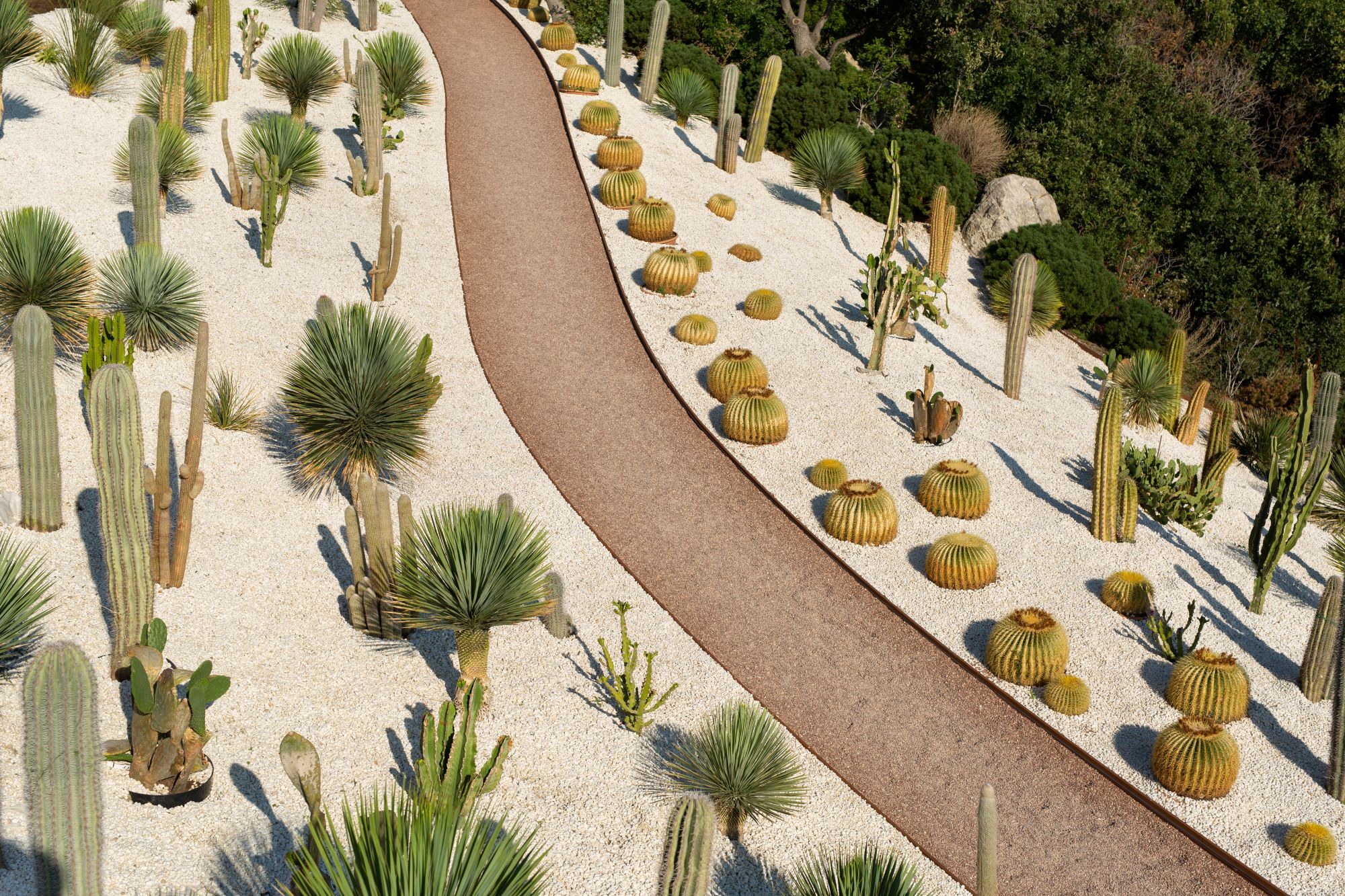 path-in-tropical-cactus-gardens-near-the-sea-2025-01-10-20-36-16-utc